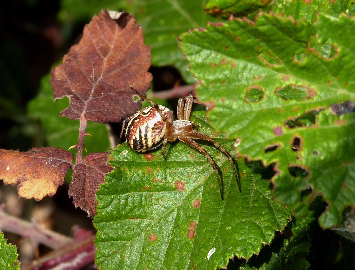 Carrellata di Neoscona adianta